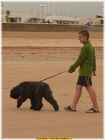 Bouvier des Flandres Association Ô Dis Moi BouBou